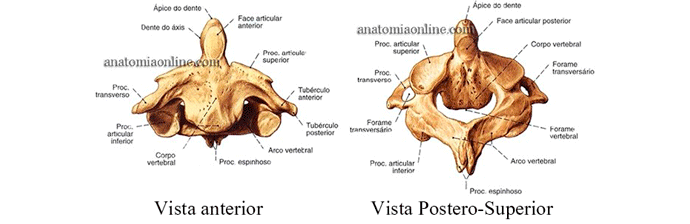 Coluna Vertebral: Anatomia e Fisioterapia – Blog SouFisio